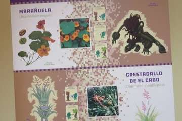 Una alumna del Colegio Hilda Zudán (Telde) gana el concurso escolar de dibujos de invertebrados/TA.